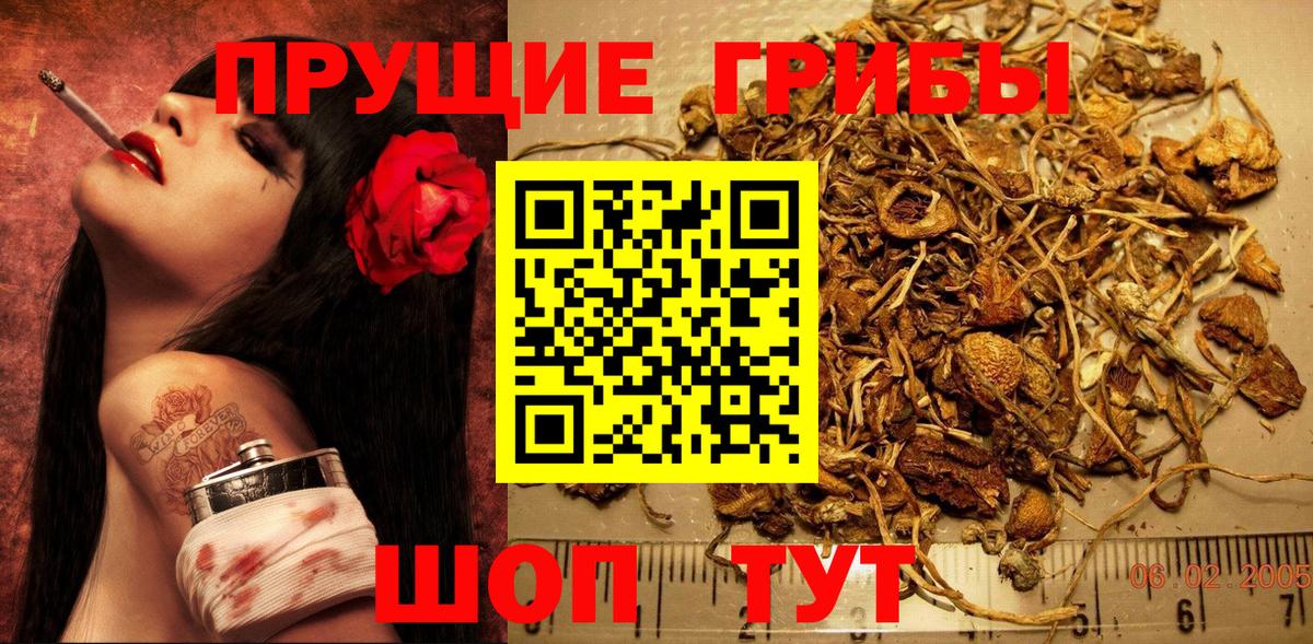 Псилоцибиновые грибы Psilocybine cubensis Канаш